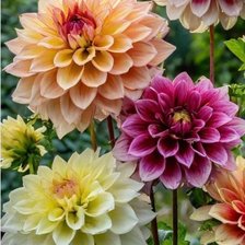 Cross stitch pattern: #3006311