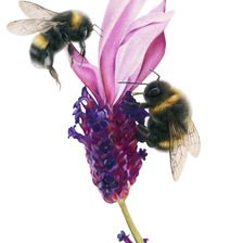 Cross stitch pattern: #3009622