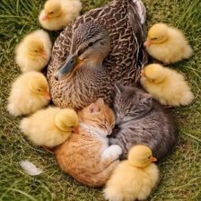 Cross stitch pattern: #3010526