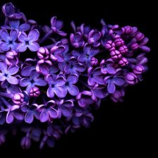 Cross stitch pattern: #3023154