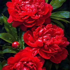 Cross stitch pattern: #3024542