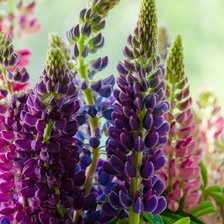 Cross stitch pattern: #3024957
