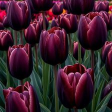 Cross stitch pattern: #3033081