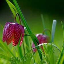 Cross stitch pattern: #3036670