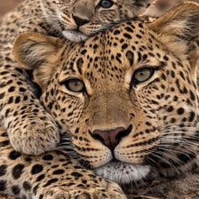 Cross stitch pattern: #3038413