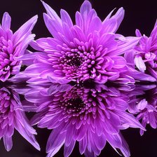 Cross stitch pattern: #3042481