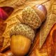 acorn63